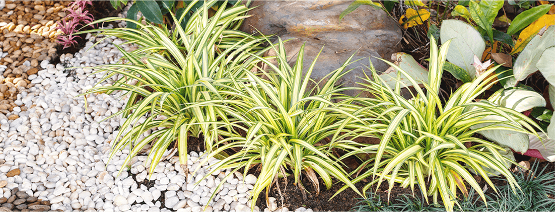 プライバシーポリシー